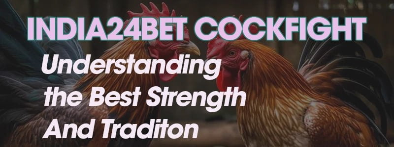 India24bet Cockfight: Understanding the Best Strength and Tradition